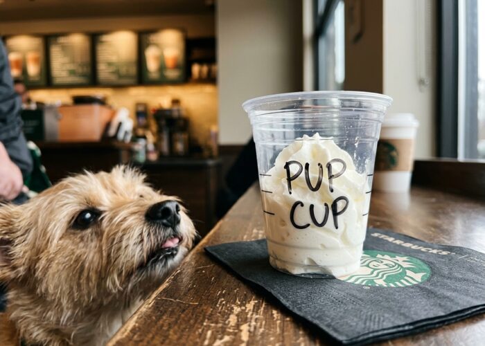 What Is a Starbucks Puppuccino (Pup Cup)